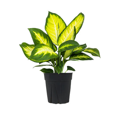 Dieffenbachia Tropic Maryanne Large
