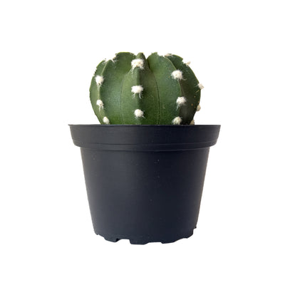 Domino Cactus Small