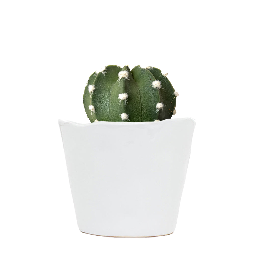 Domino Cactus Small