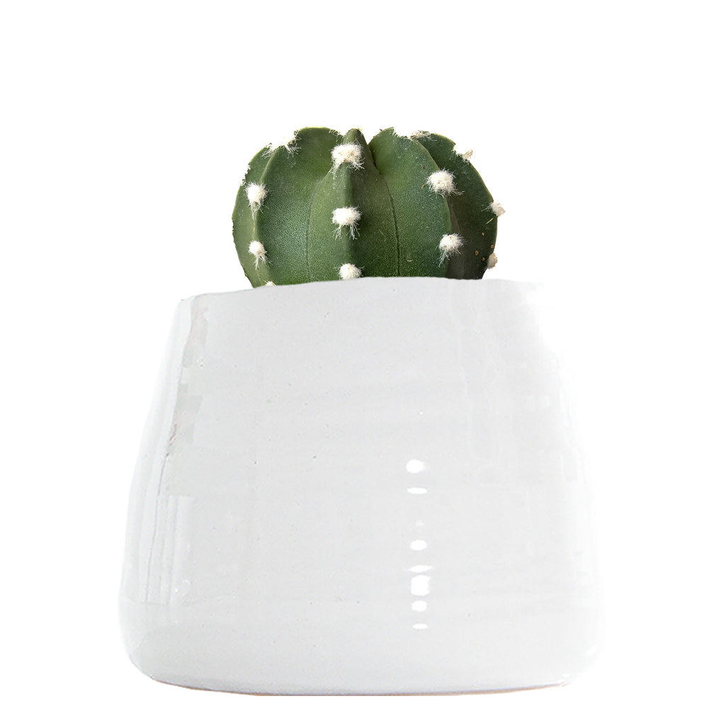 Domino Cactus Small