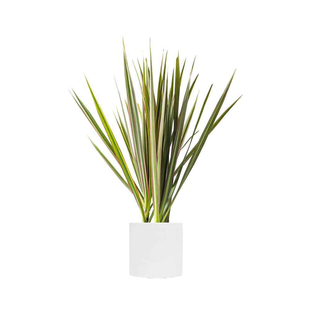Dracaena Bicolor