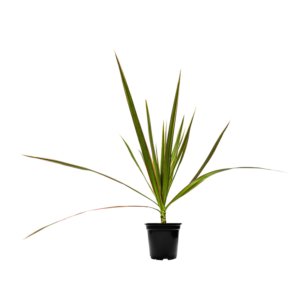Dracaena Bicolor Mini