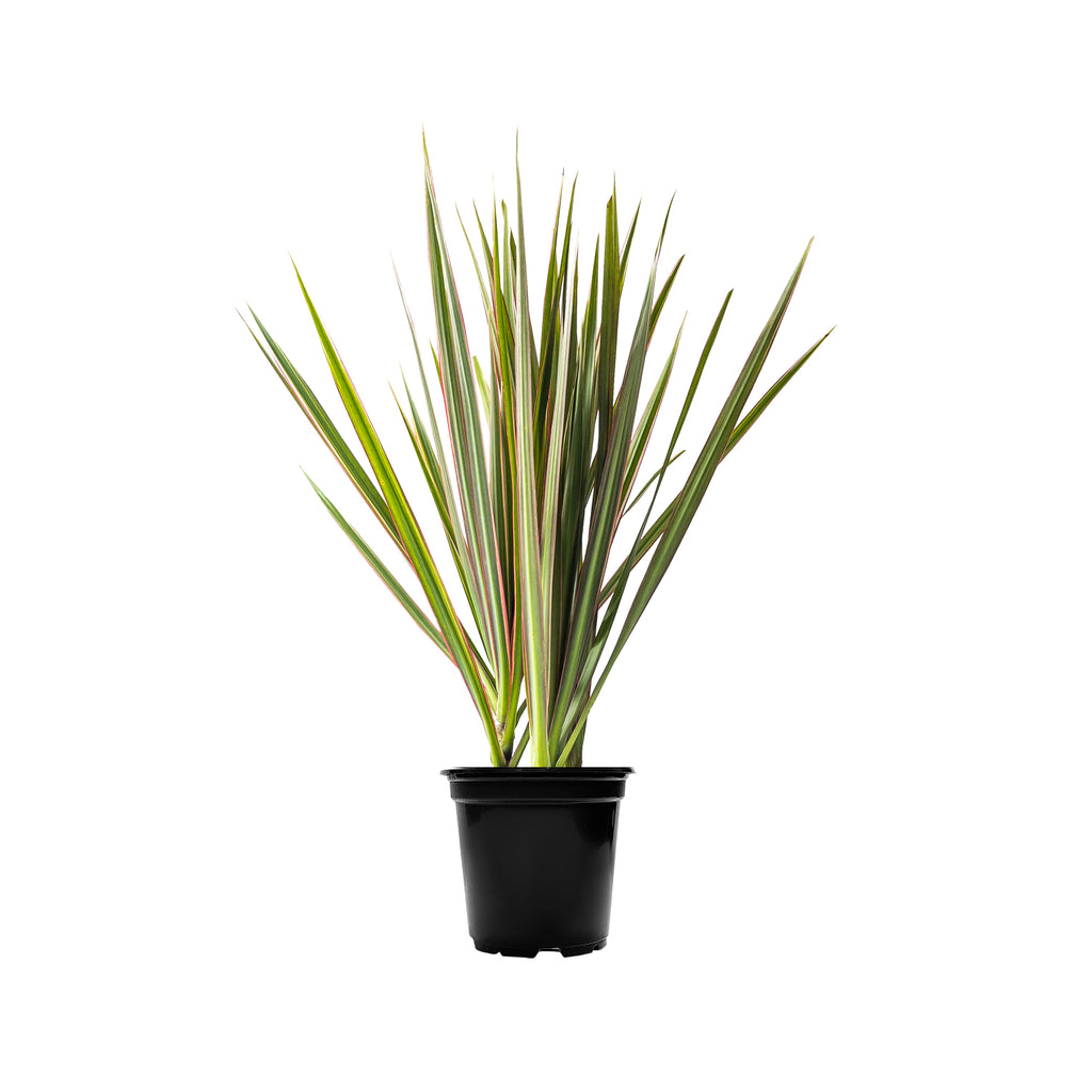Dracaena Bicolor