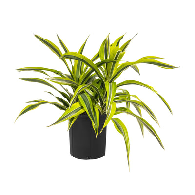 Dracaena Lemon Lime Extra Large