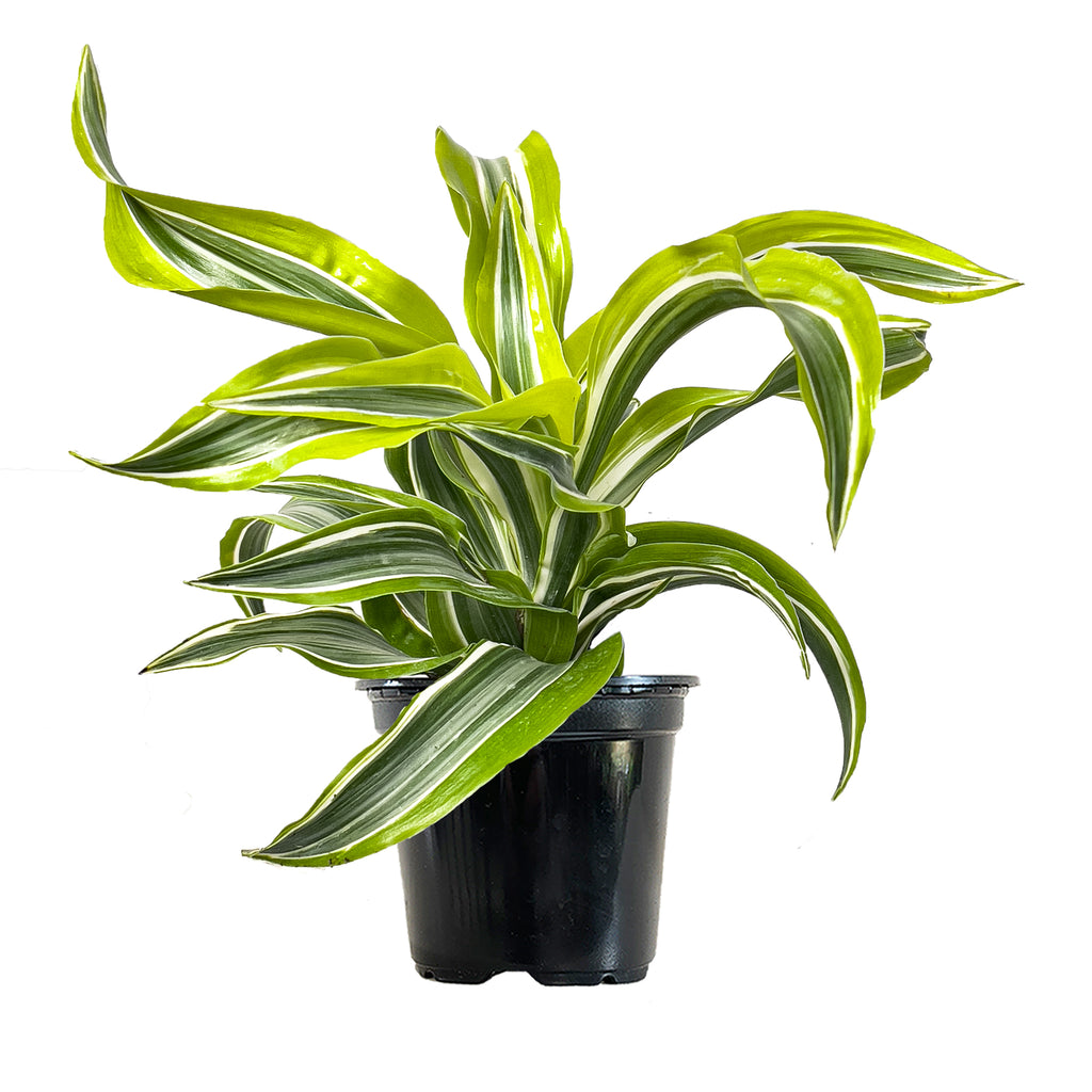 Dracaena Lemon Surprise | Indoor Plant Gifts Online |