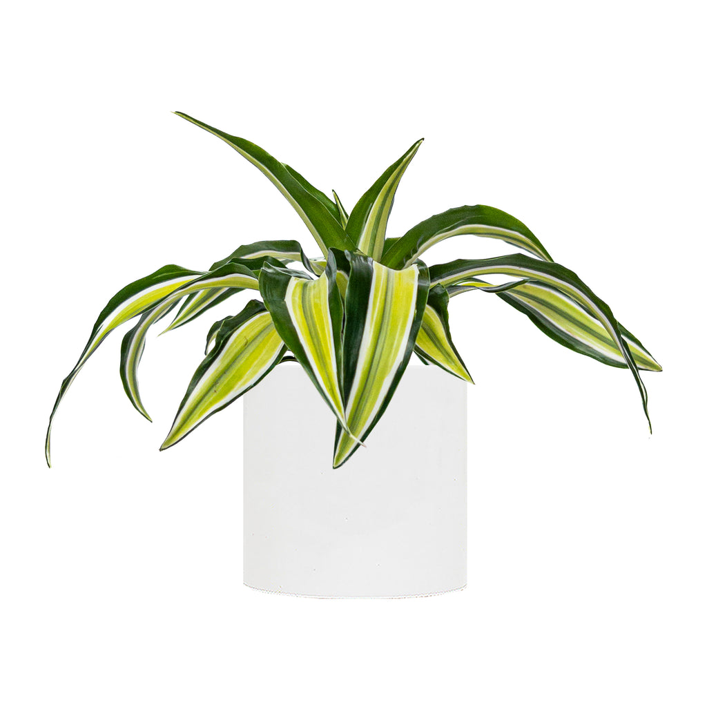 Small Dracaena Malaika