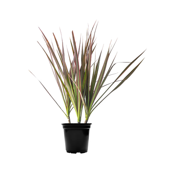 Dracaena Red Princess Small