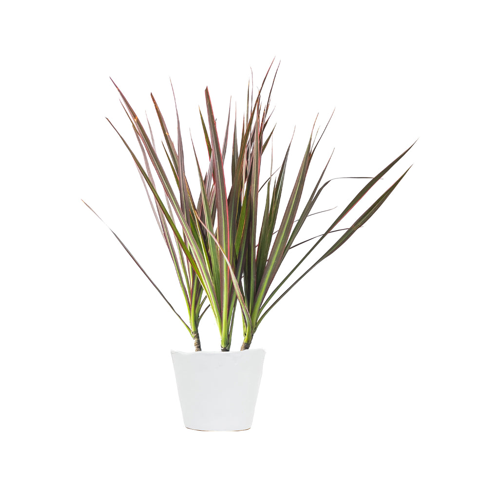 Dracaena Red Princess Small