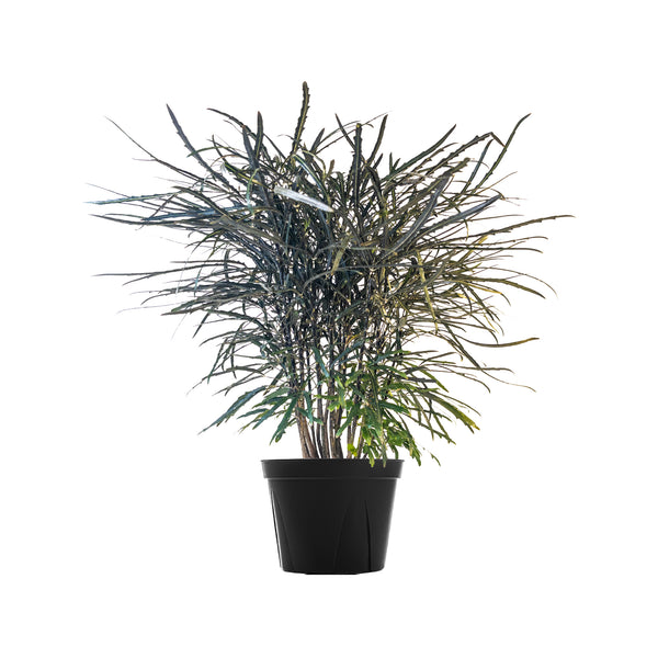 False Aralia Large