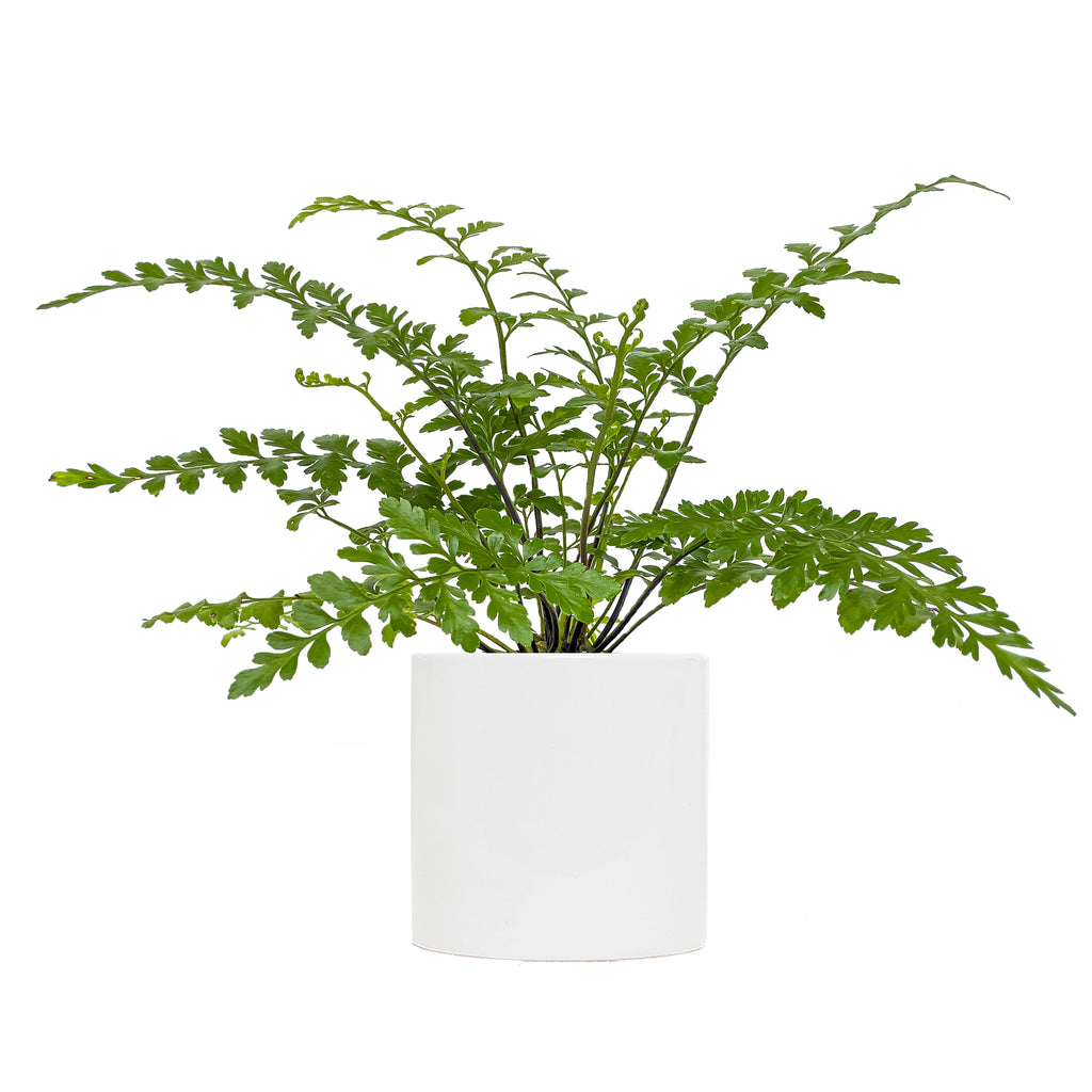 Small Fern Austral Gem