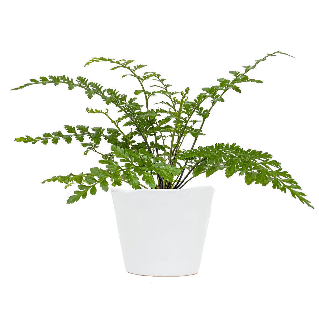 Small Fern Austral Gem