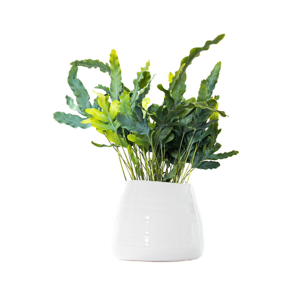 Blue Star Fern Large