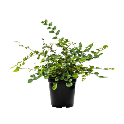 Button Fern Small