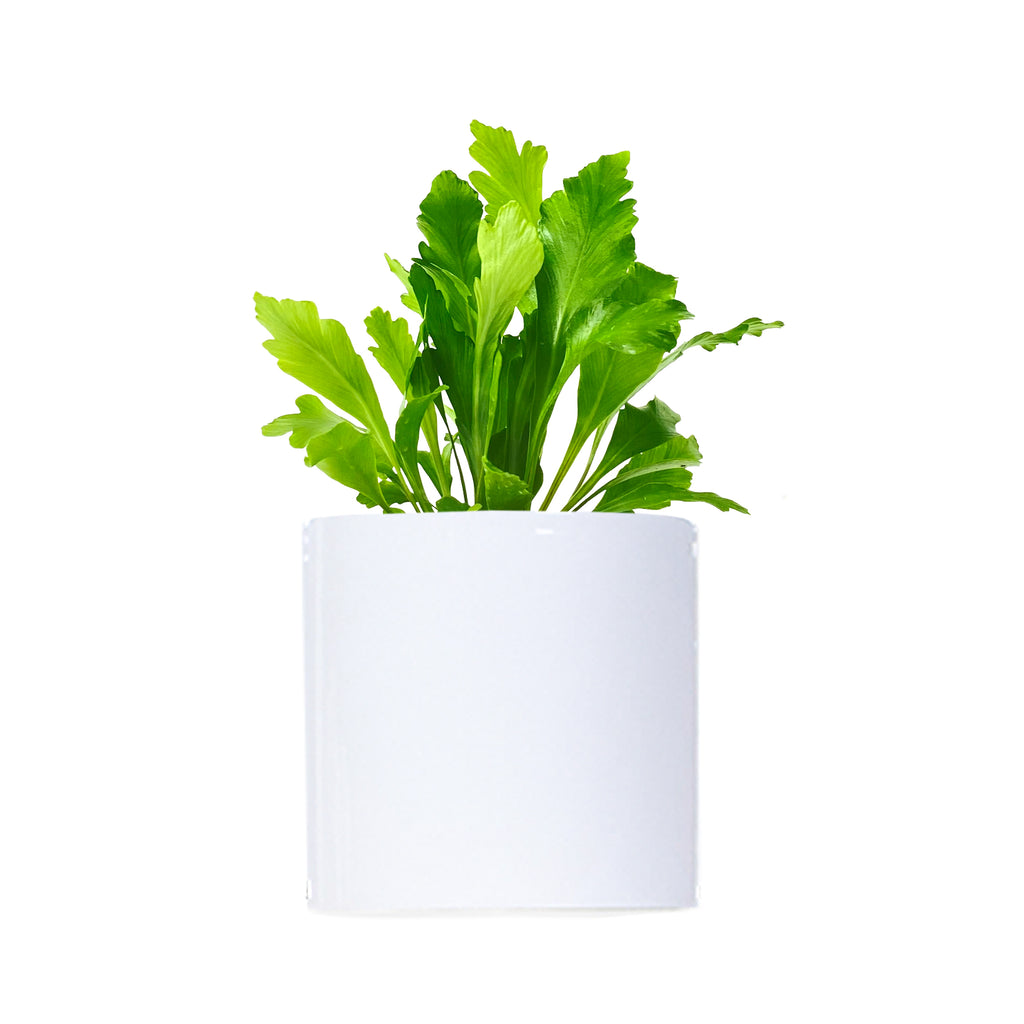 Champion Fern