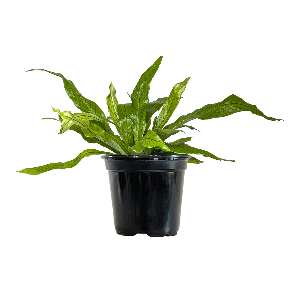 Fern Crocodile Small