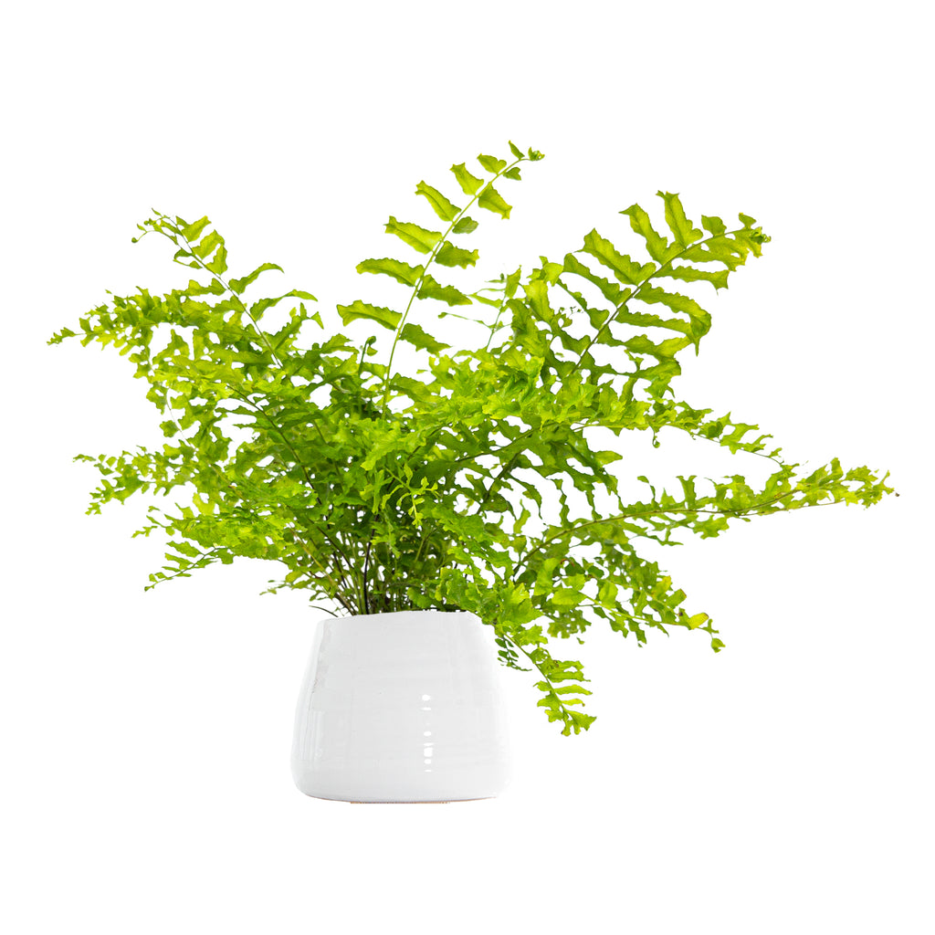 Fishtail Fern Small
