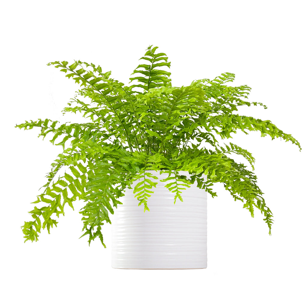 Fishtail Fern Large