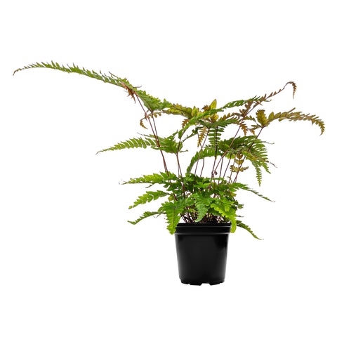 Japanese Painted Fern Small