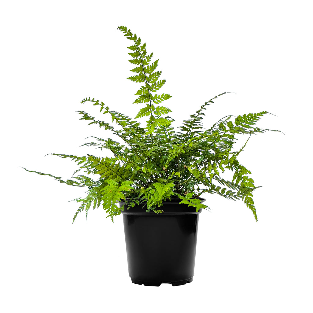 Korean Rock Fern Small