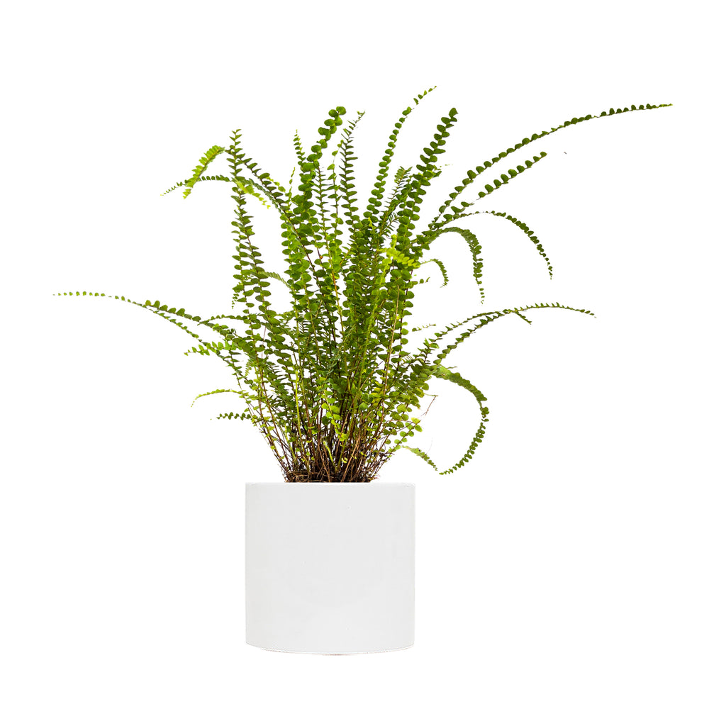 Lemon Button Fern Large