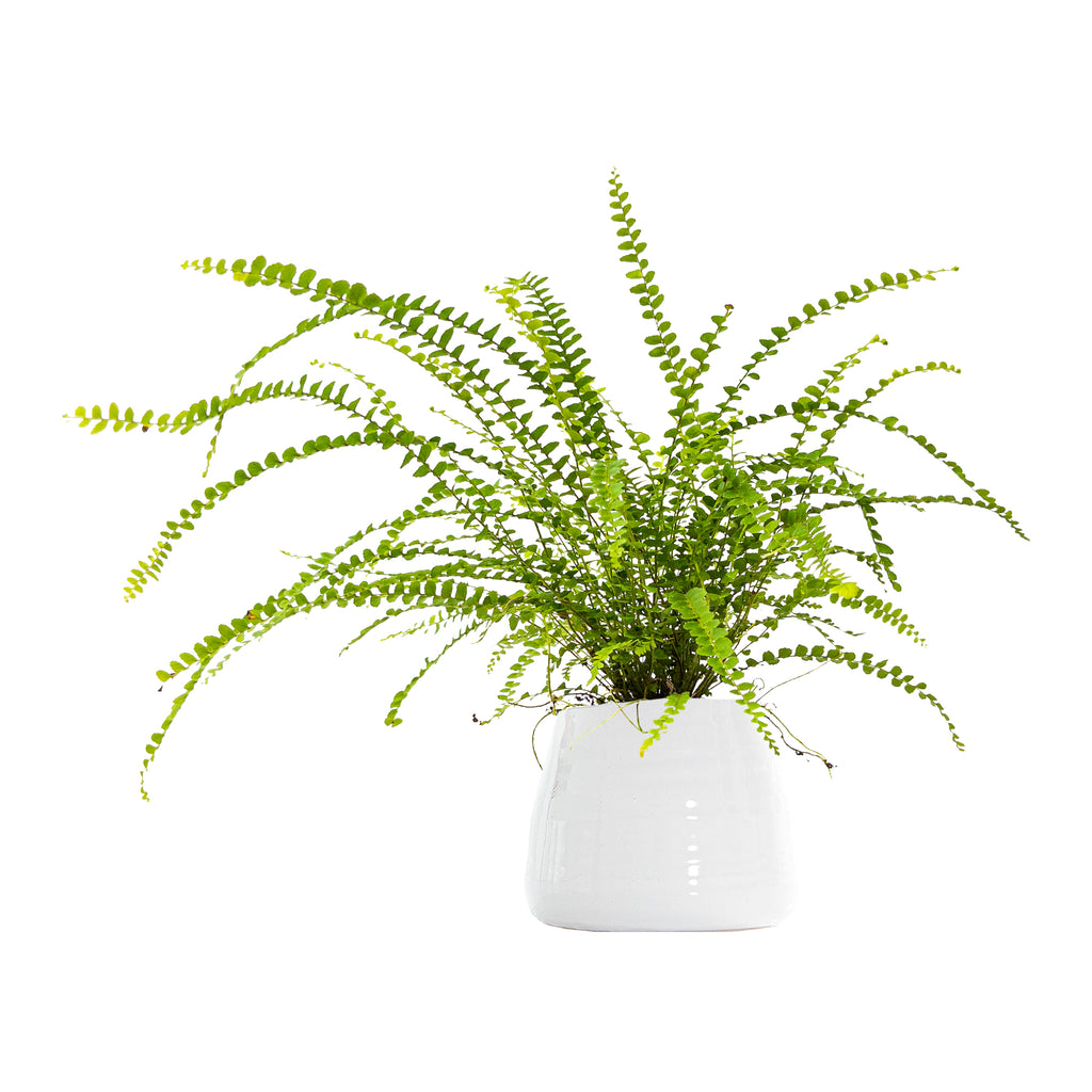 Lemon Button Fern Small