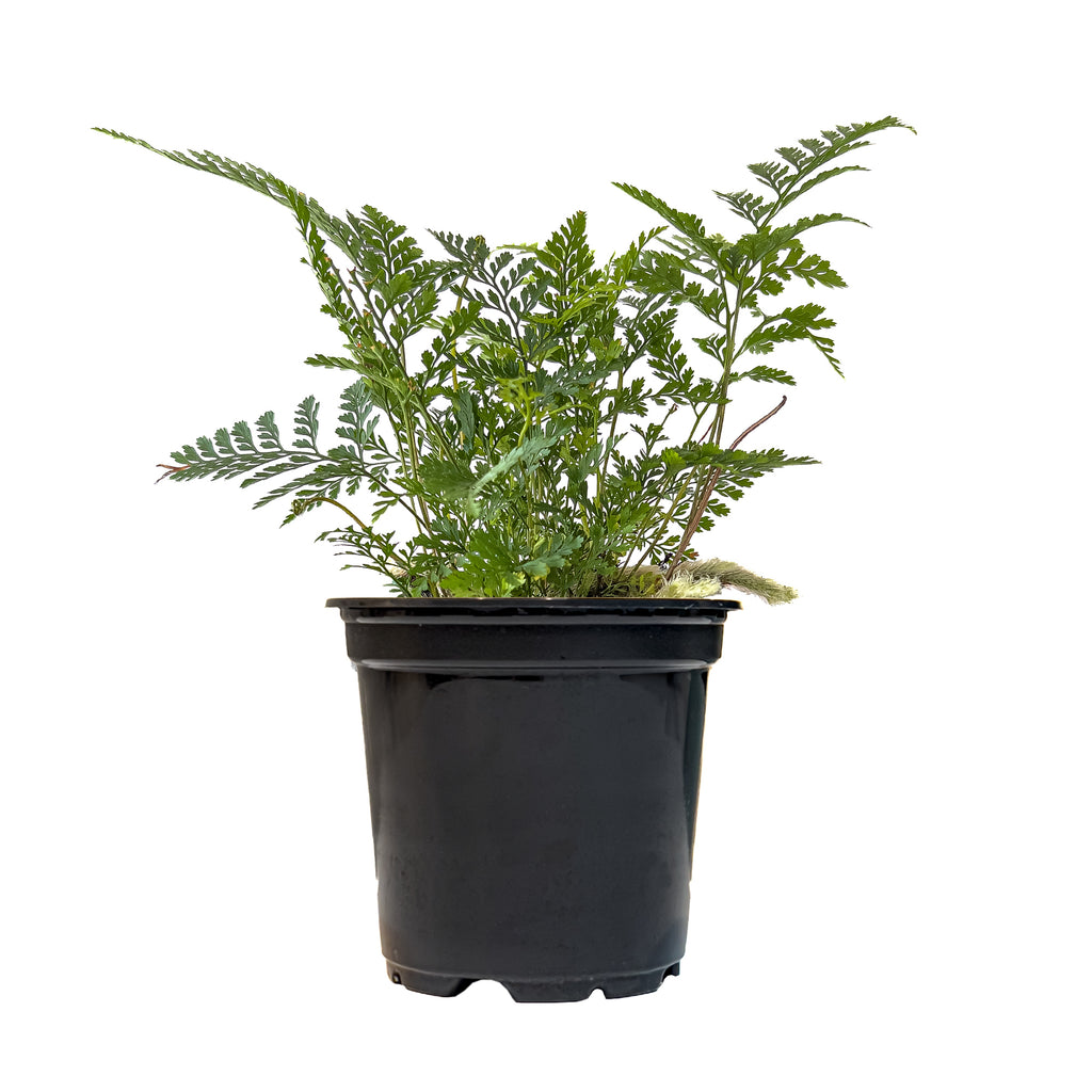Rabbit's Foot Fern Small