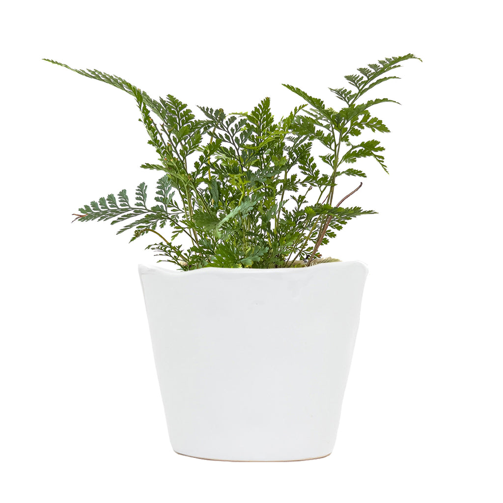Rabbit's Foot Fern Small