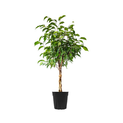 Ficus Benjamina Braid Large