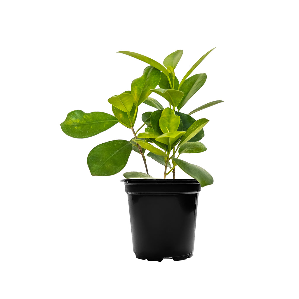 Ficus Moclame Small