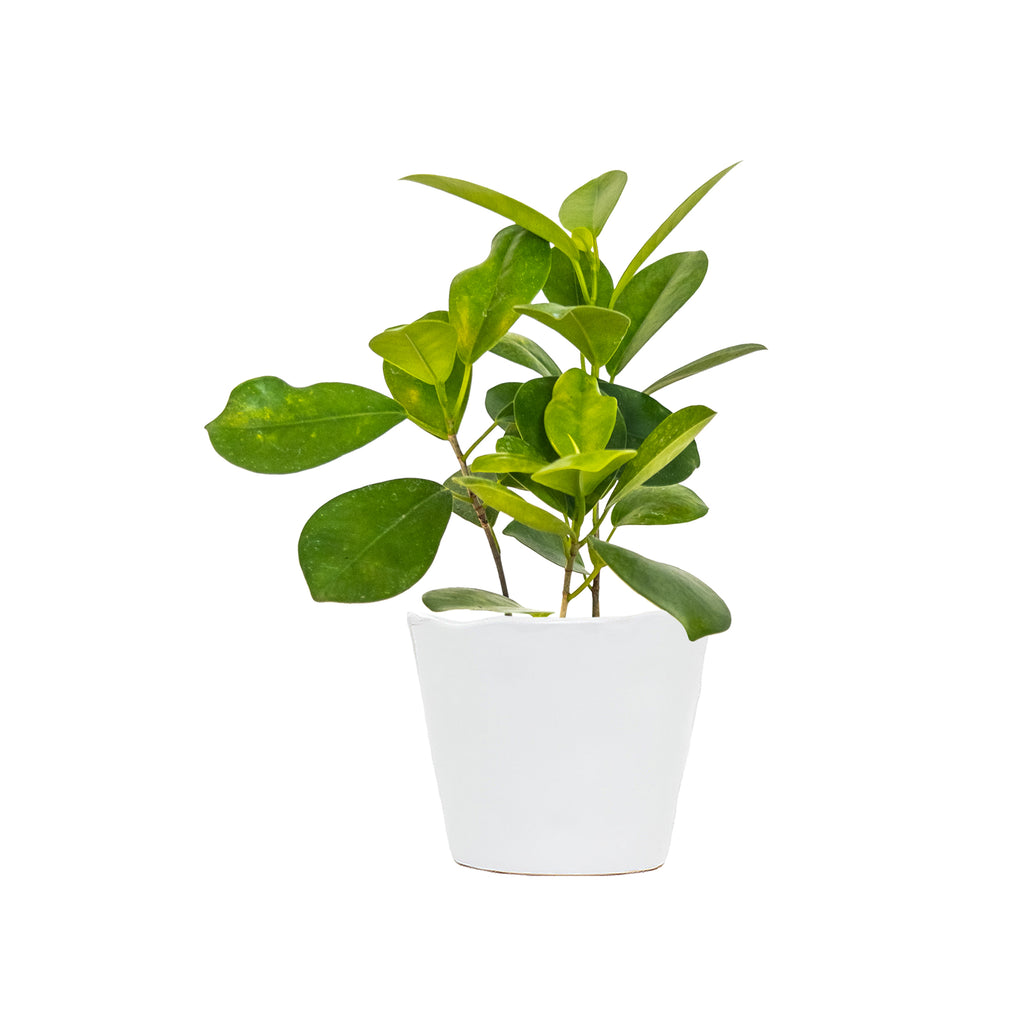 Ficus Moclame Small