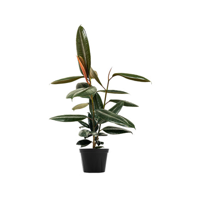 Rubber Tree Large