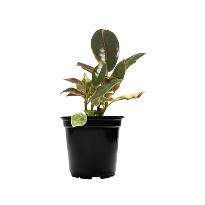 Ficus elastica 'Belize' Mini