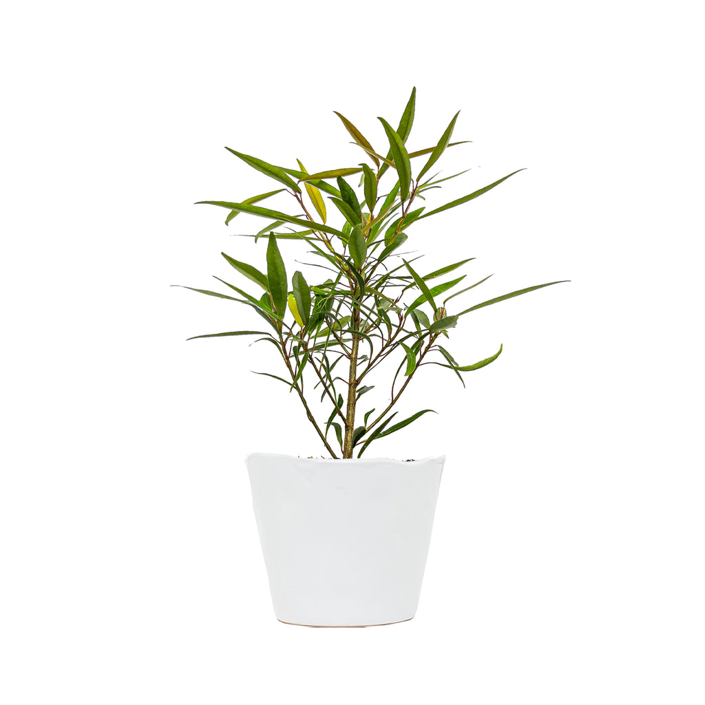 Willow Leaf Fig Small
