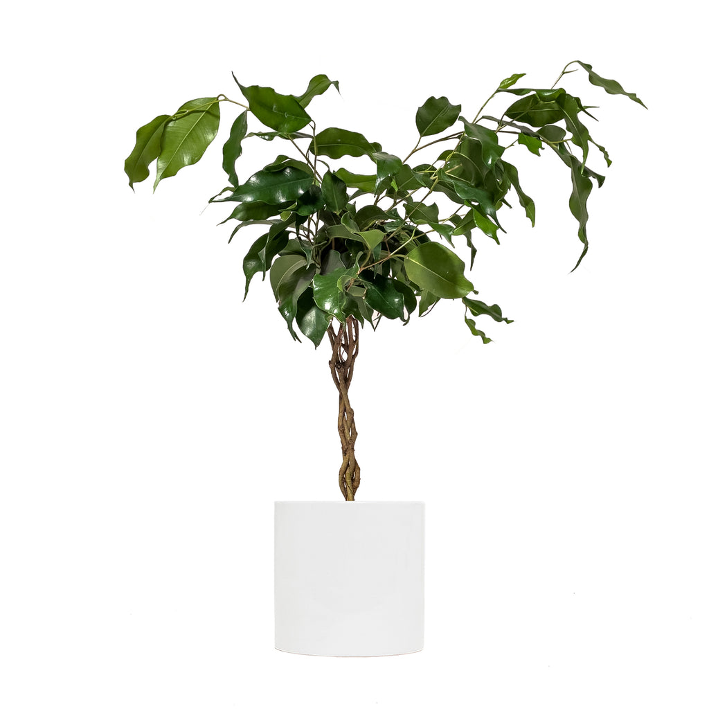 Ficus Benjamina Braid Small