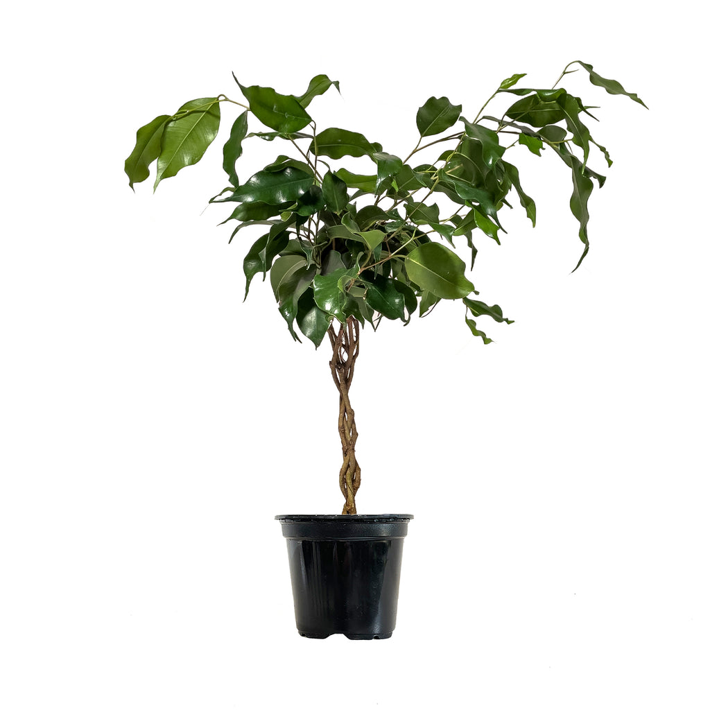 Ficus Benjamina Braid Small
