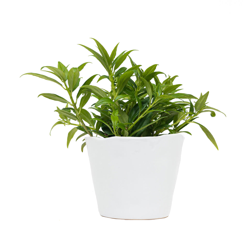 Columnea hirta Small