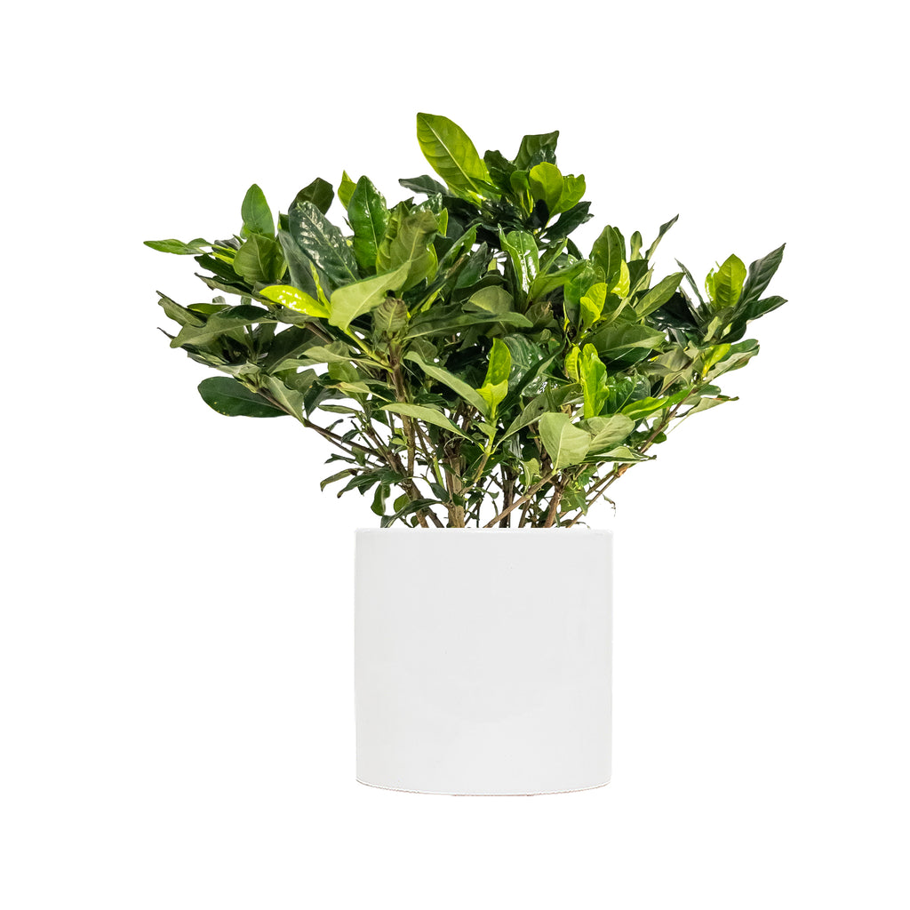 Gardenia jasminoides 'Veitchii' Large