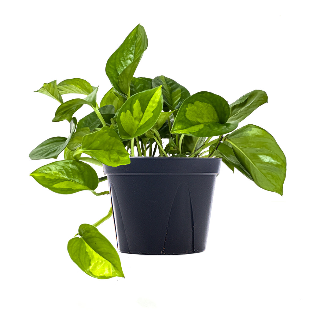 Global Green Pothos | Shop Vining Plants Online | Planterina