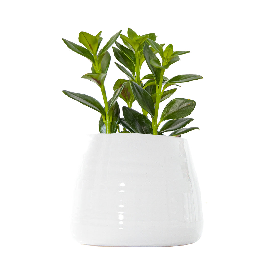 Goldfish Plant Small