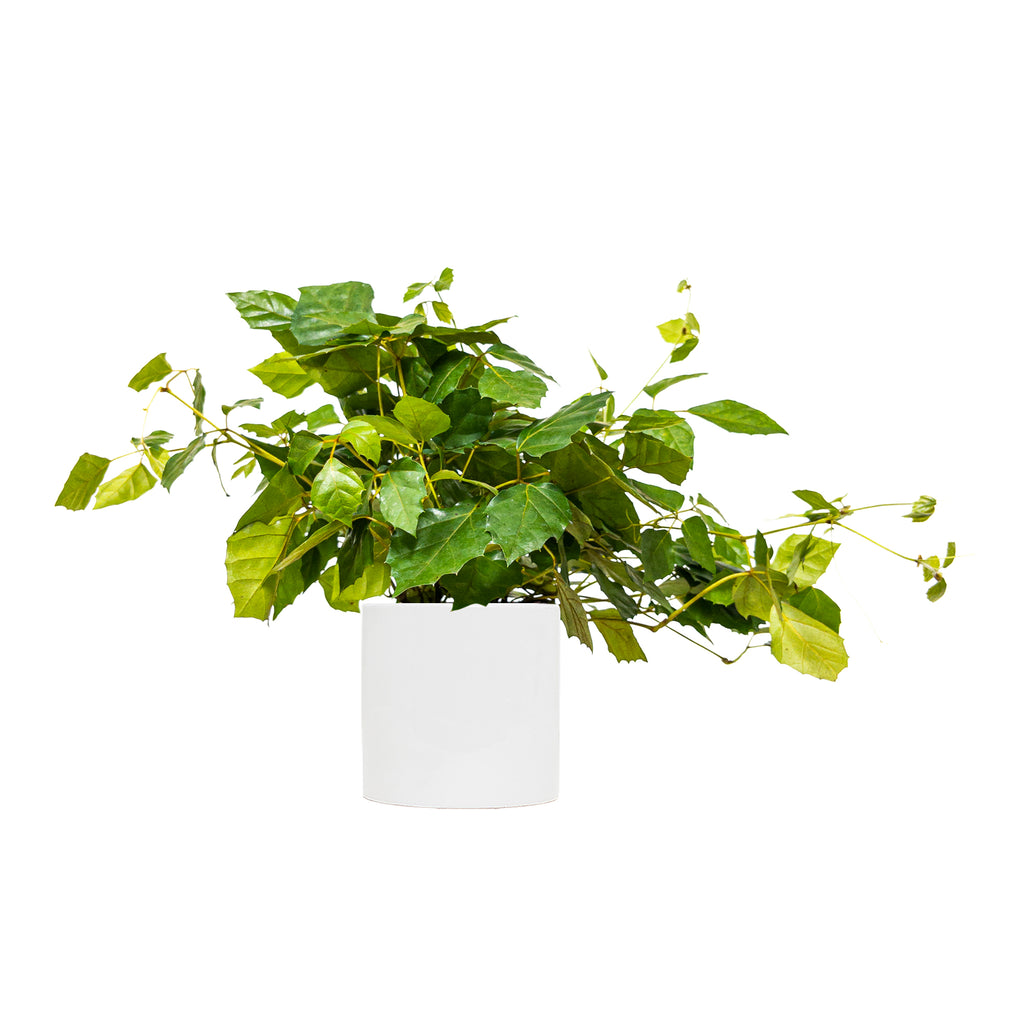 Grape Ivy Large
