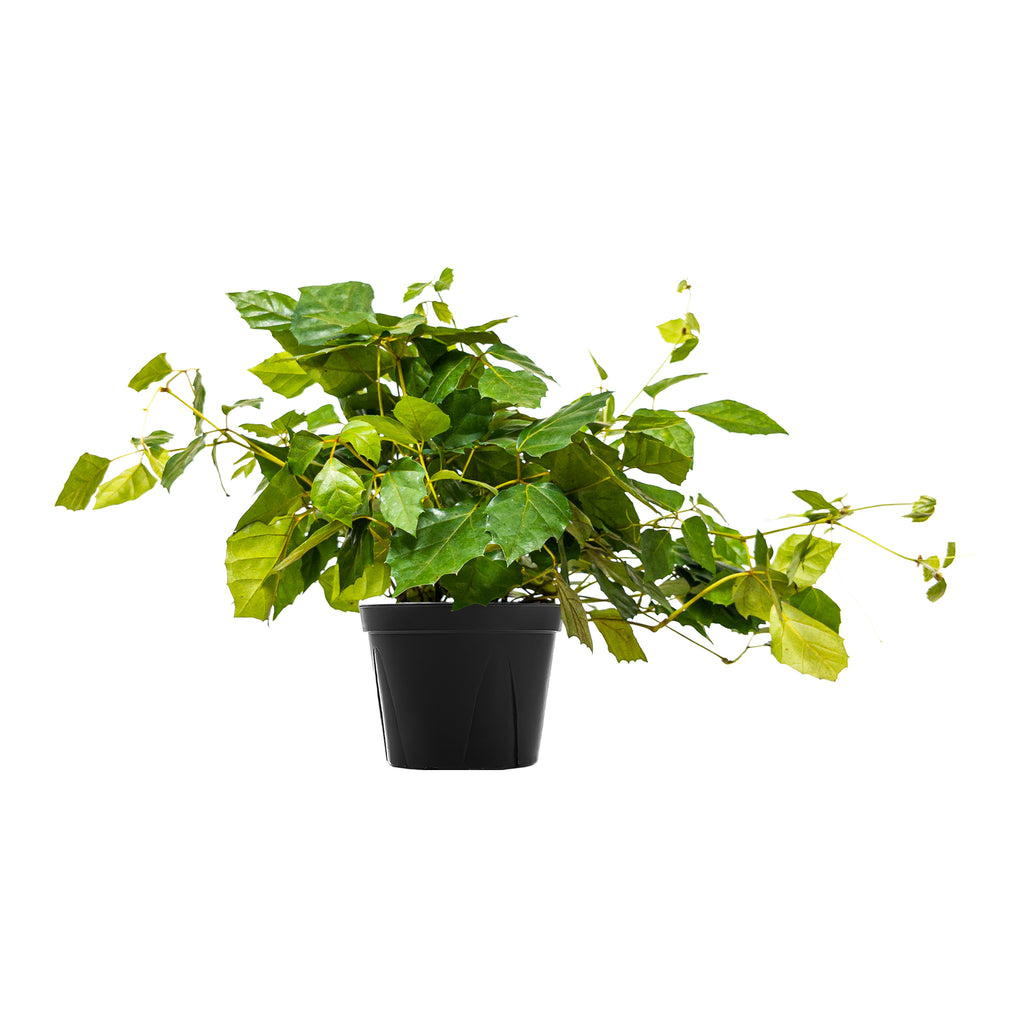 Grape Ivy Large