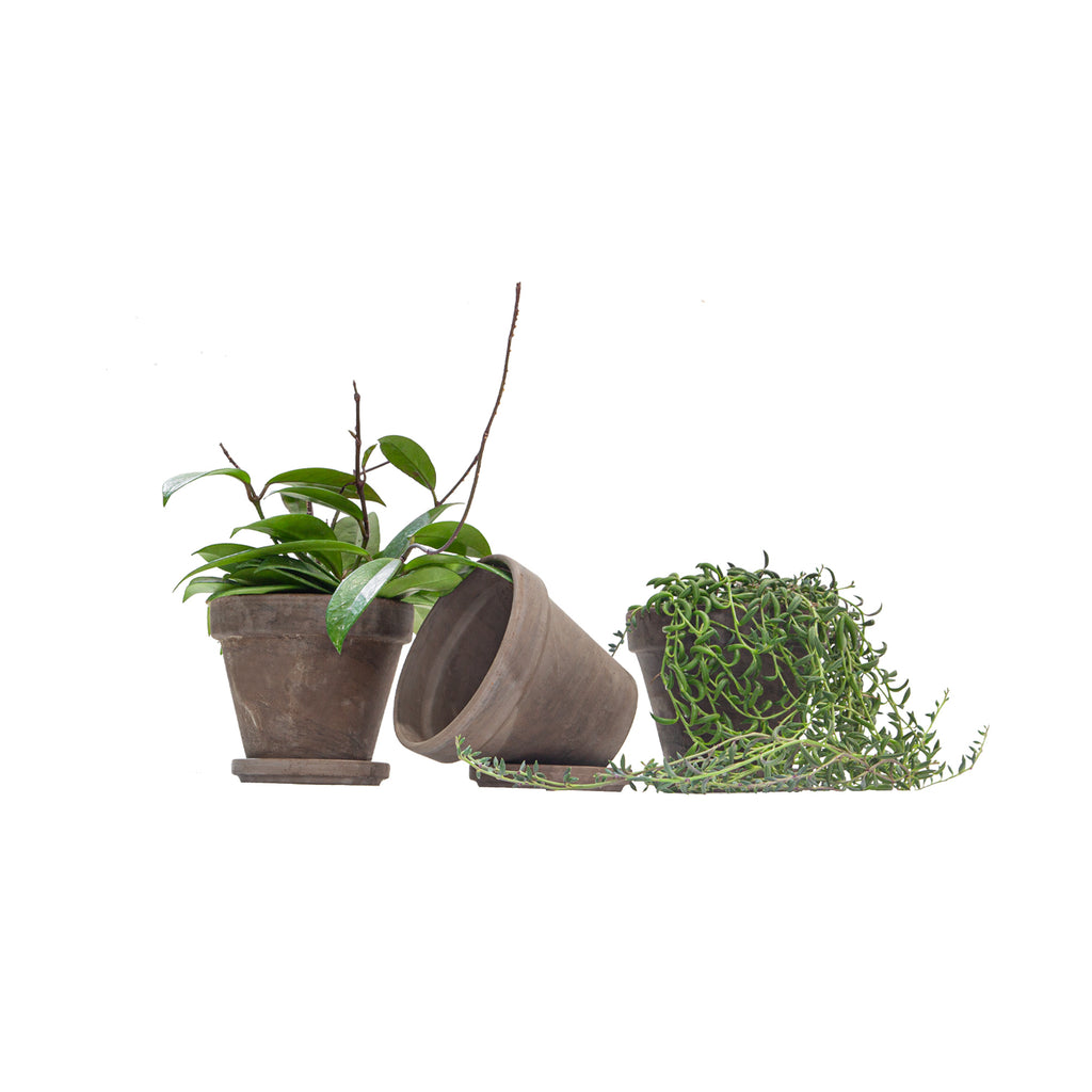 Grey Terra-Cotta Pot