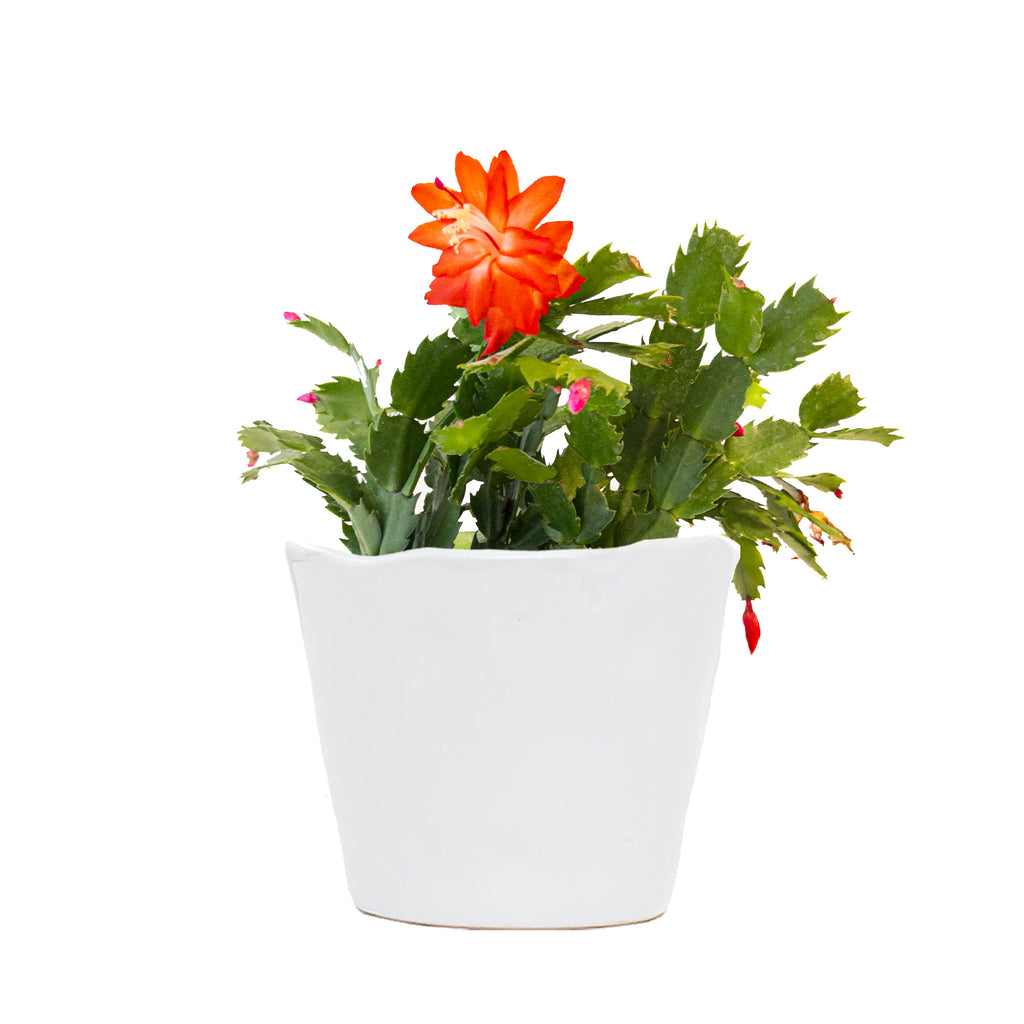 Red Holiday Cactus Small