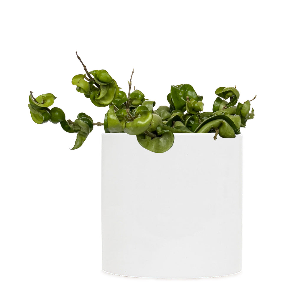 Hoya Hindu Rope Large