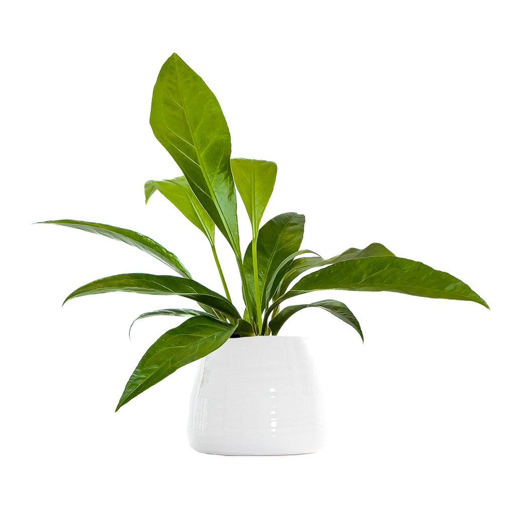 Jungle Bush Anthurium Small
