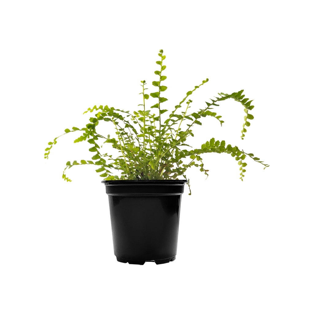 Lemon Button Fern Mini