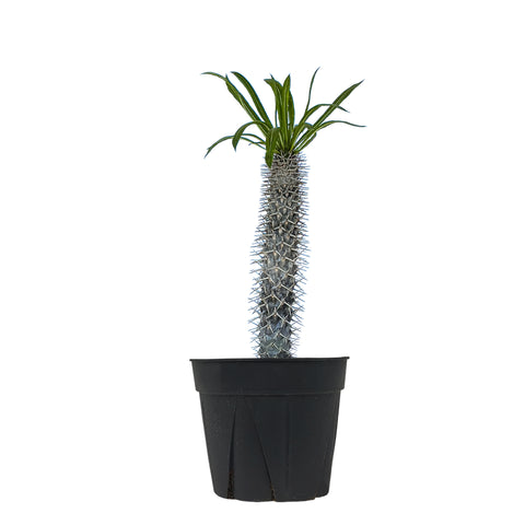 Madagascar Palm Extra Large
