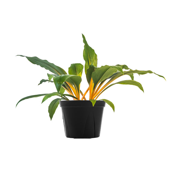 Mandarin Spider Plant - Large / Grow