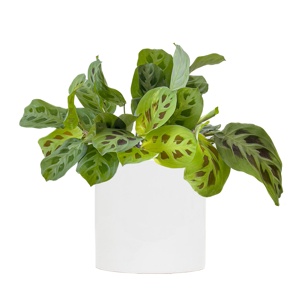 Maranta Green Large