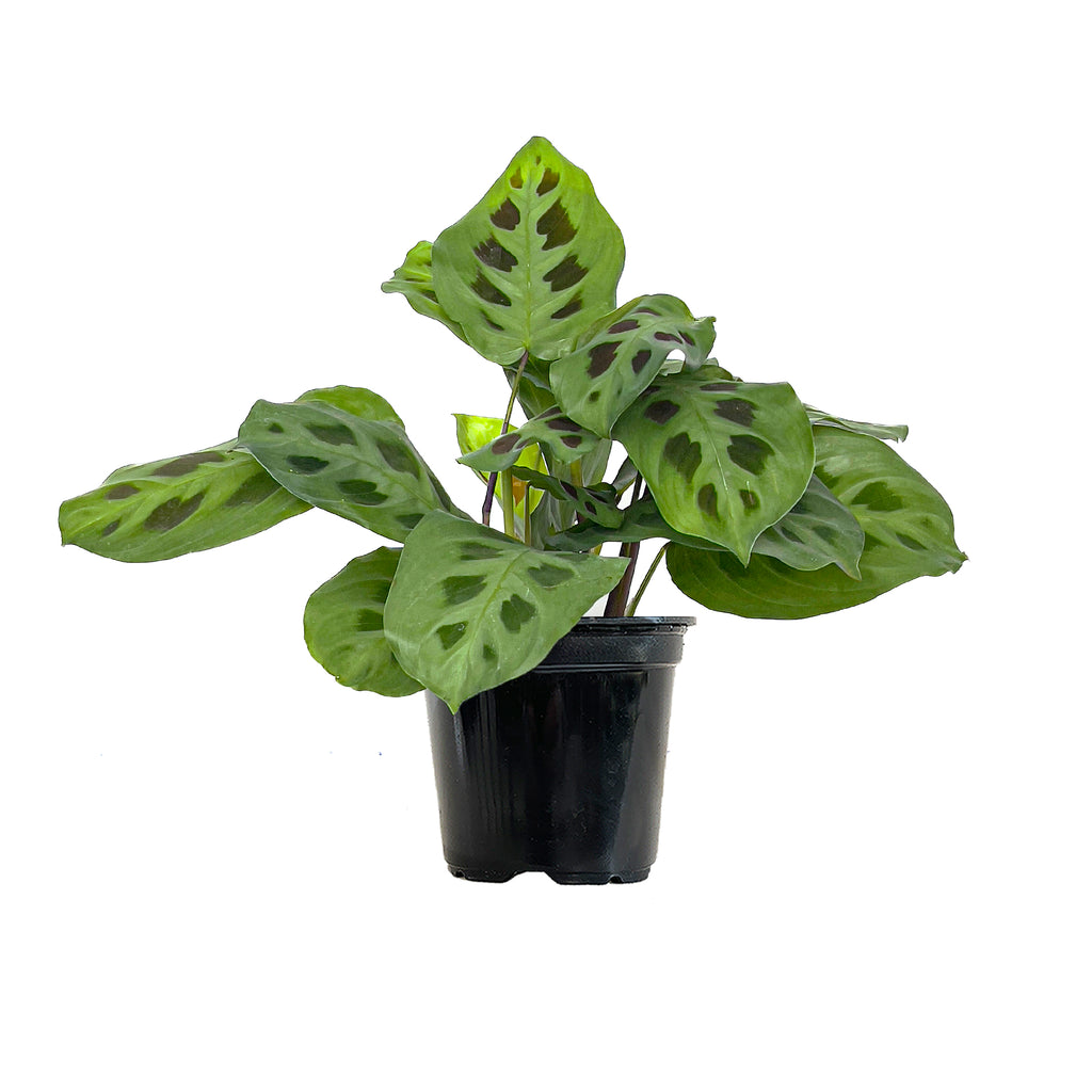 Maranta Green Small